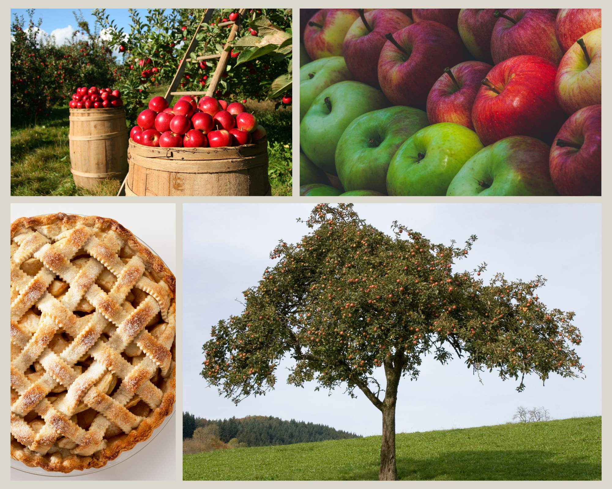 Apple cooking guide